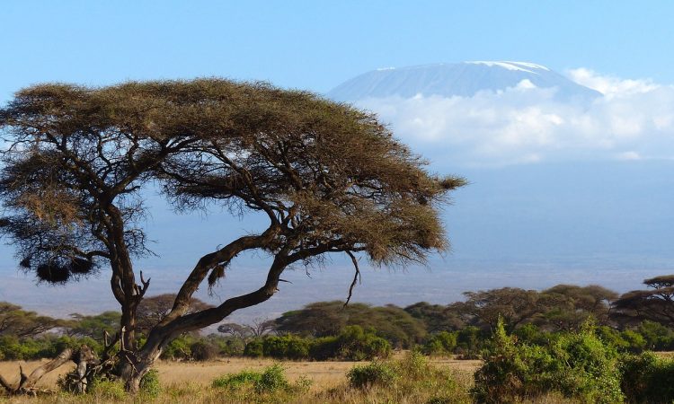 Africa's tallest tree is on Mount Kilimanjaro