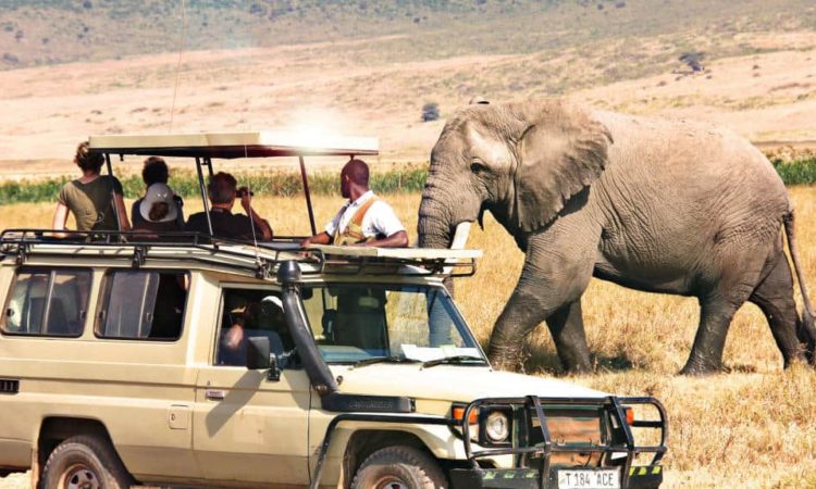 Wildlife safari tour in Tanzania