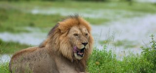 Top 10 animals to see in Tanzania