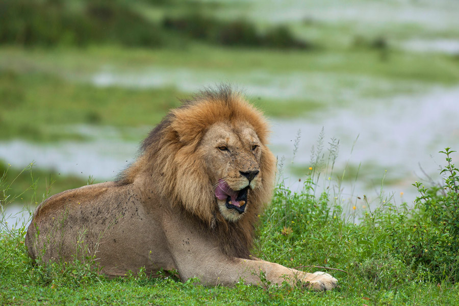 Top 10 animals to see in Tanzania