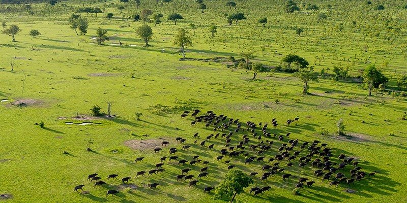 A wildlife safari in Tanzania