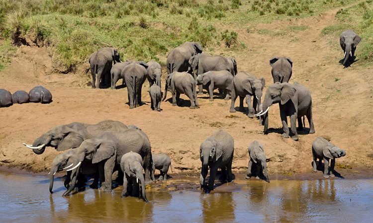 10 days Serengeti, Tarangire and Ngorongoro wildlife safari