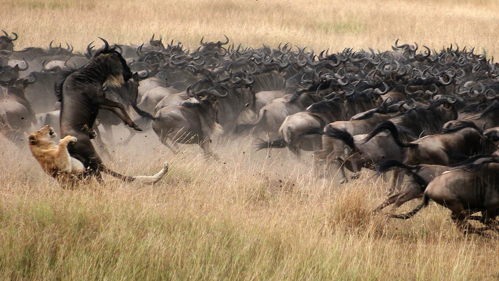 Serengeti wildebeest migration tour