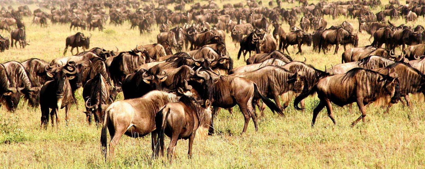 Serengeti wildebeest migration tour