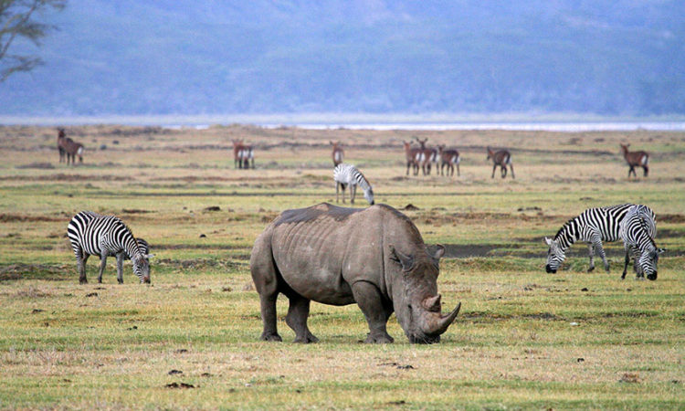 Ngorongoro crater animals