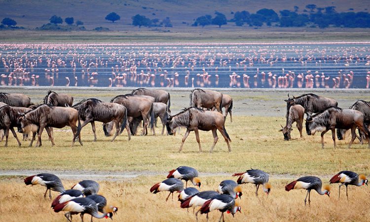 Ngorongoro crater animals