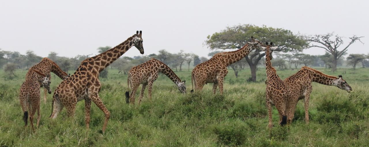 Wildlife in Serengeti national park