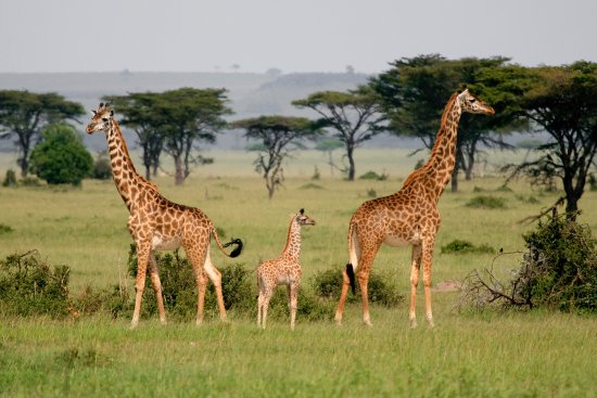 Top 10 animals to see in Tanzania | Big Five Animals | Tanzania Wildlife