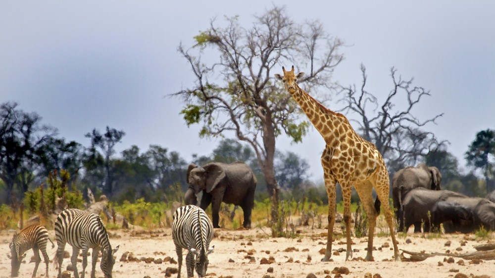 Wildlife in Serengeti | Serengeti National Park | Serengeti Safaris Tours