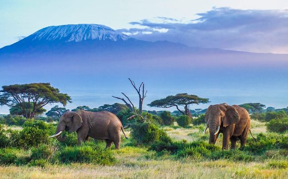 Explore the wildlife at Mount Kilimanjaro