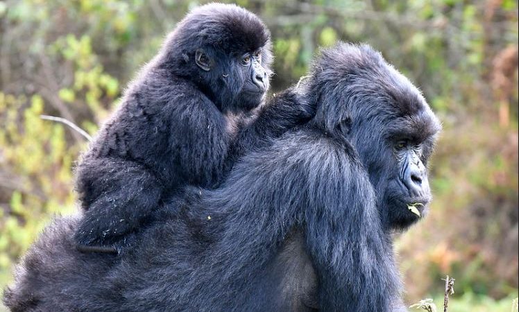 Top Three Great Spots To Track Gorillas In East Africa